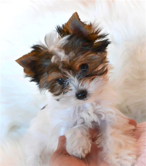 As a reputable breeder of Yorkshire terriers for the Johnson City, Tennessee area, we take pride in providing high-quality puppies that have been carefully bred. . Yorkie puppies for sale johnson city tn